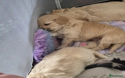 Mixed Breed dogs for sale: F1 Cockapoo and Maltipoo hybrid - Image 21