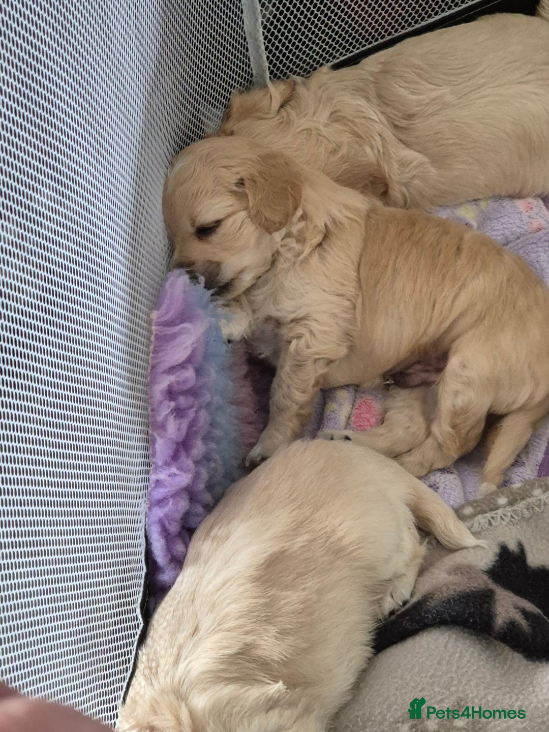 Mixed Breed dogs for sale: F1 Cockapoo and Maltipoo hybrid - Image 21