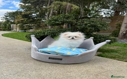 Pomeranian dogs for sale: Pomeranian Last Boy - Image 29