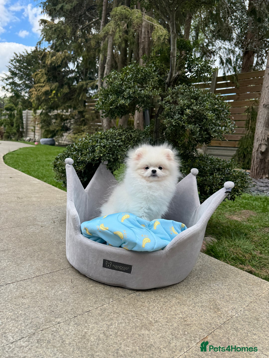 Pomeranian dogs for sale: Pomeranian Last Boy - Image 29