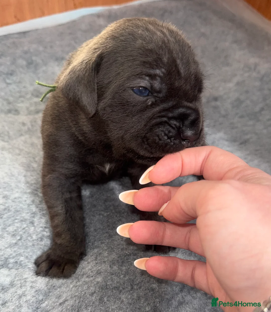 Cane Corso dogs for sale: Stunning Cane Corso Puppies  in Nottingham - Advert 1