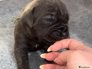 Cane Corso dogs Stunning Cane Corso Puppies - Advert 5