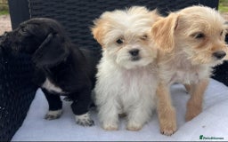 Mixed Breed dogs for sale: Jackapoo puppies - Image 1