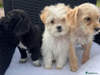 Mixed Breed dogs - Advert 31