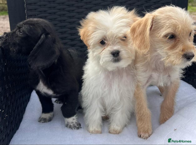 Mixed Breed dogs - Advert 16