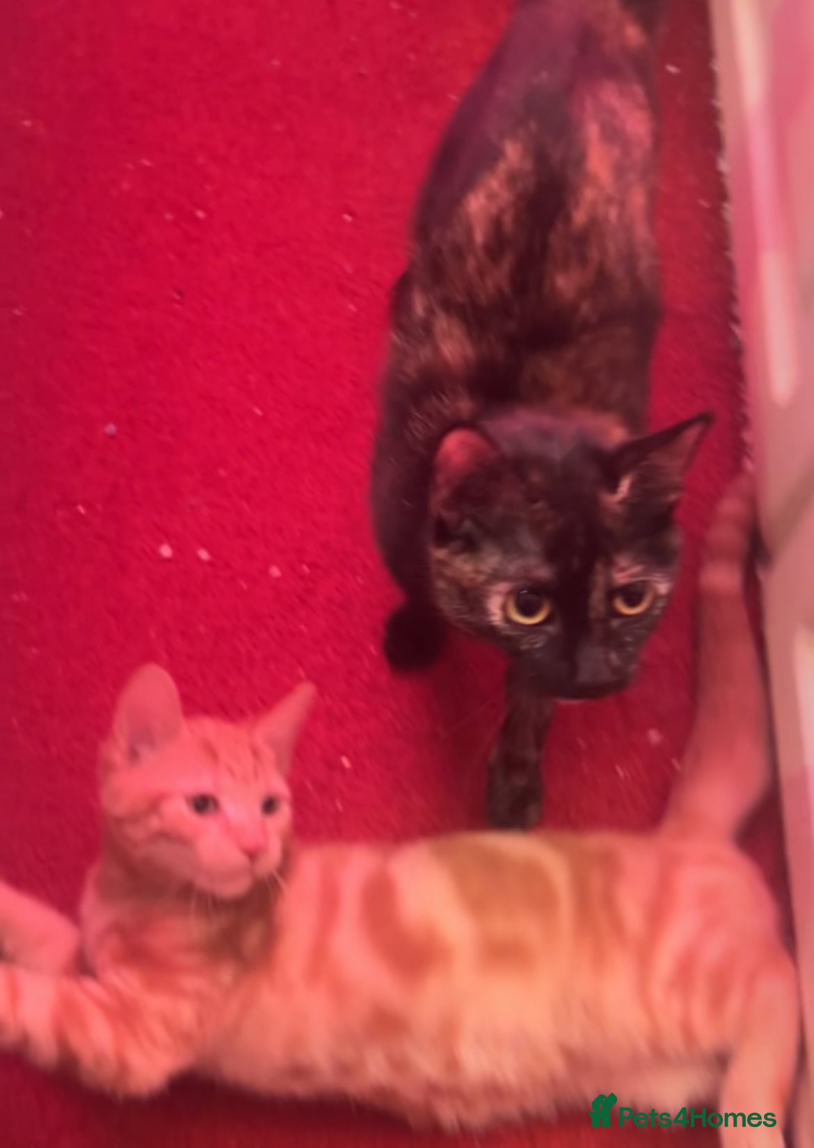 Mixed Breed cats 4 kittens 3.5 months/15 weeks old for sale  - Advert 8