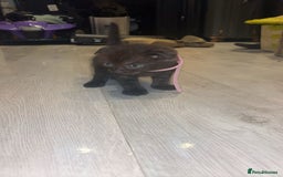 Mixed Breed cats for sale: Scottish Fold/maine coon - Image 2