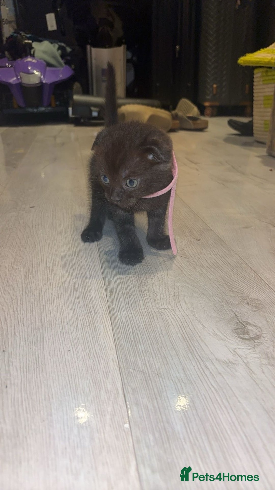 Mixed Breed cats for sale: Scottish Fold/maine coon - Image 2
