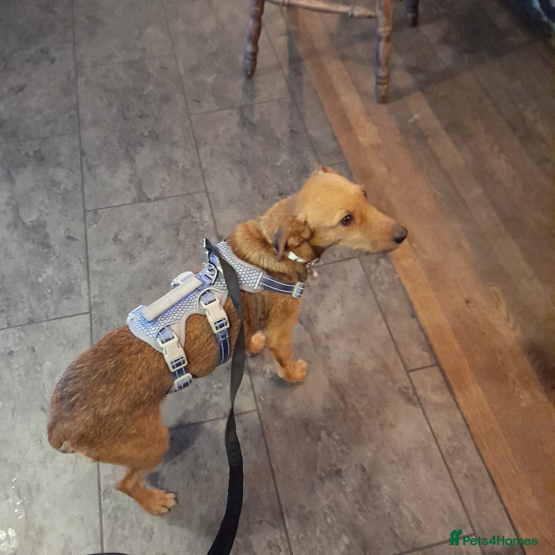 Mixed Breed dogs for adoption: ROSIE FOR ADOPTION IN CORNWALL/DEVON - Advert 8