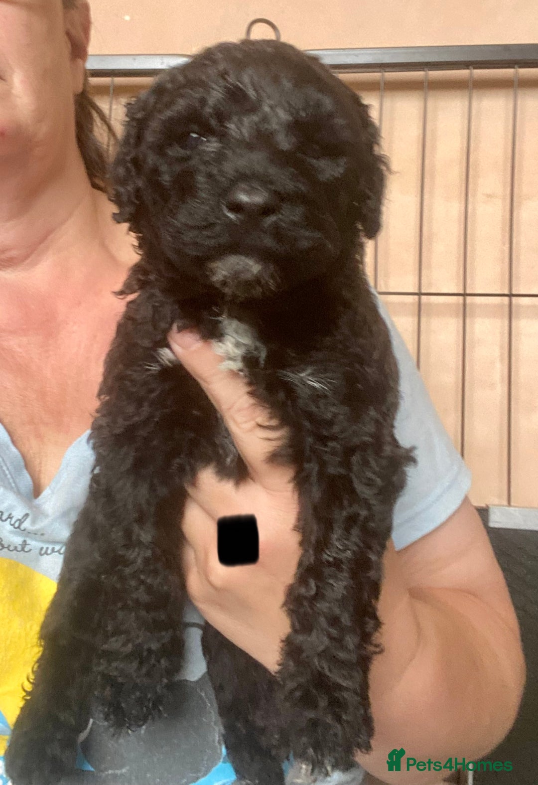 Portuguese Water Dog dogs for sale: Portuguese Water Dog Puppies For Sale - Image 10