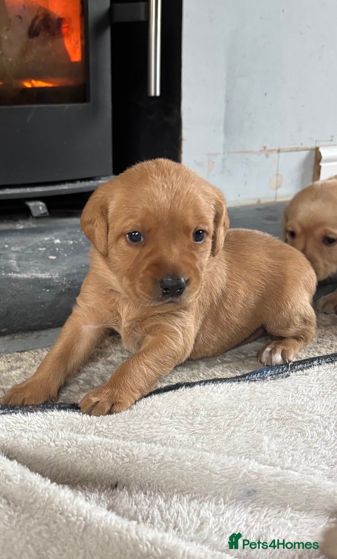 Labrador Retriever dogs for sale: HOME REARED KENNELCLUB REGISTERED LABRADOR PUPPIES - Advert 14