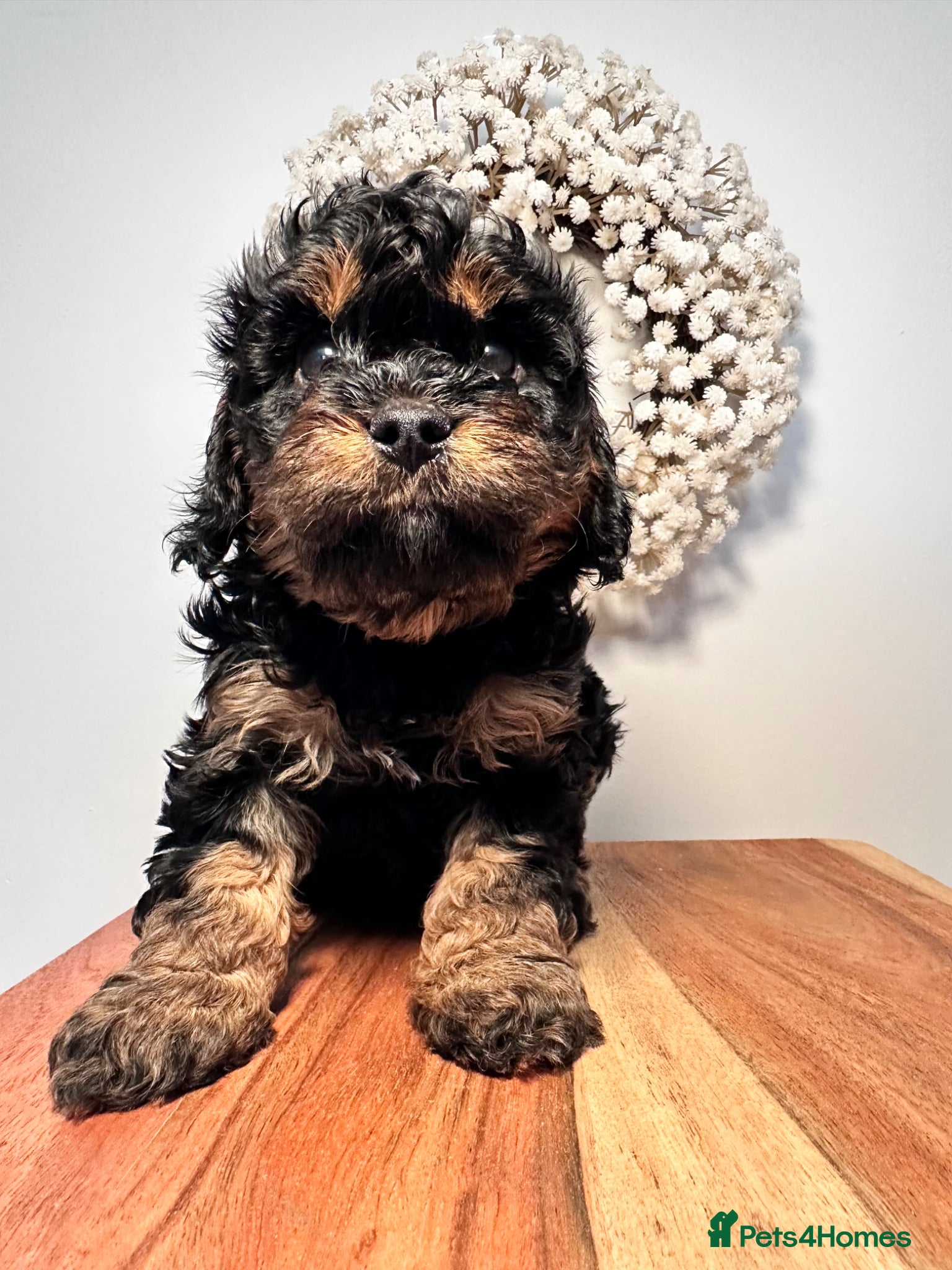 Cavapoo dogs Adorable Cavapoo puppies. Health tested Parent.  - Advert 1