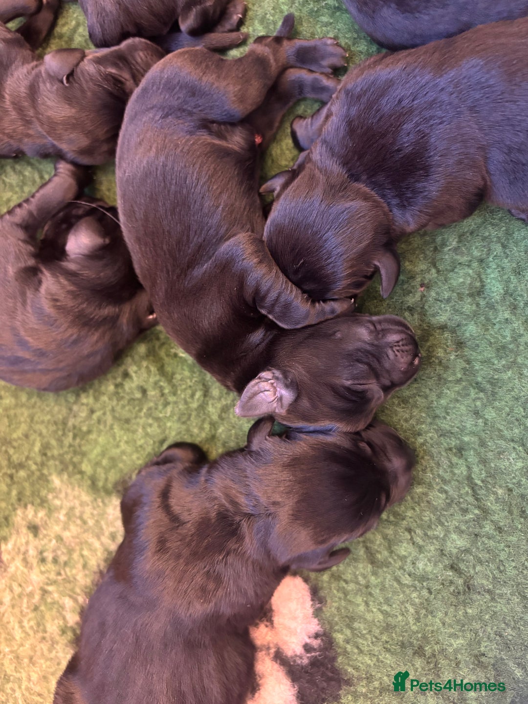Labrador Retriever dogs for sale: Labrador retriever puppies  - Image 6