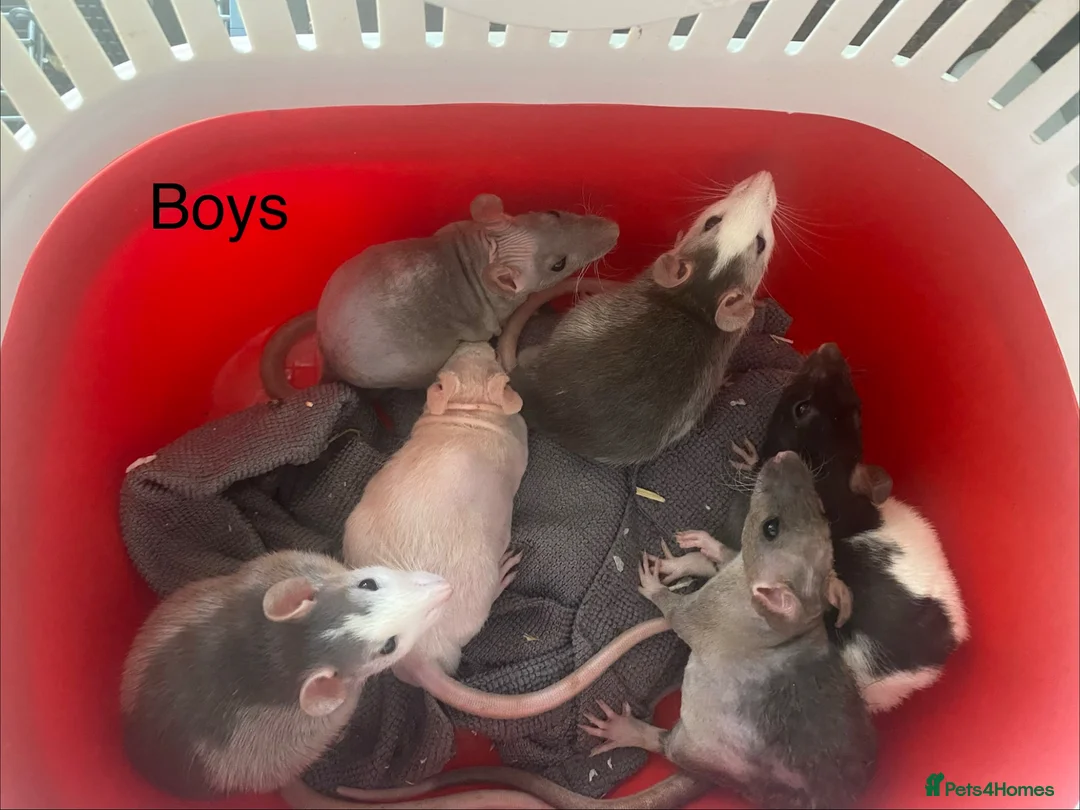 Rat rodents for sale: Rats Male (6) & Female (8) READY NOW - Advert 1