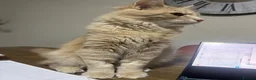 Maine Coon cats for sale: Maine Coon Male 7 months - cream/light ginger  - Advert 2