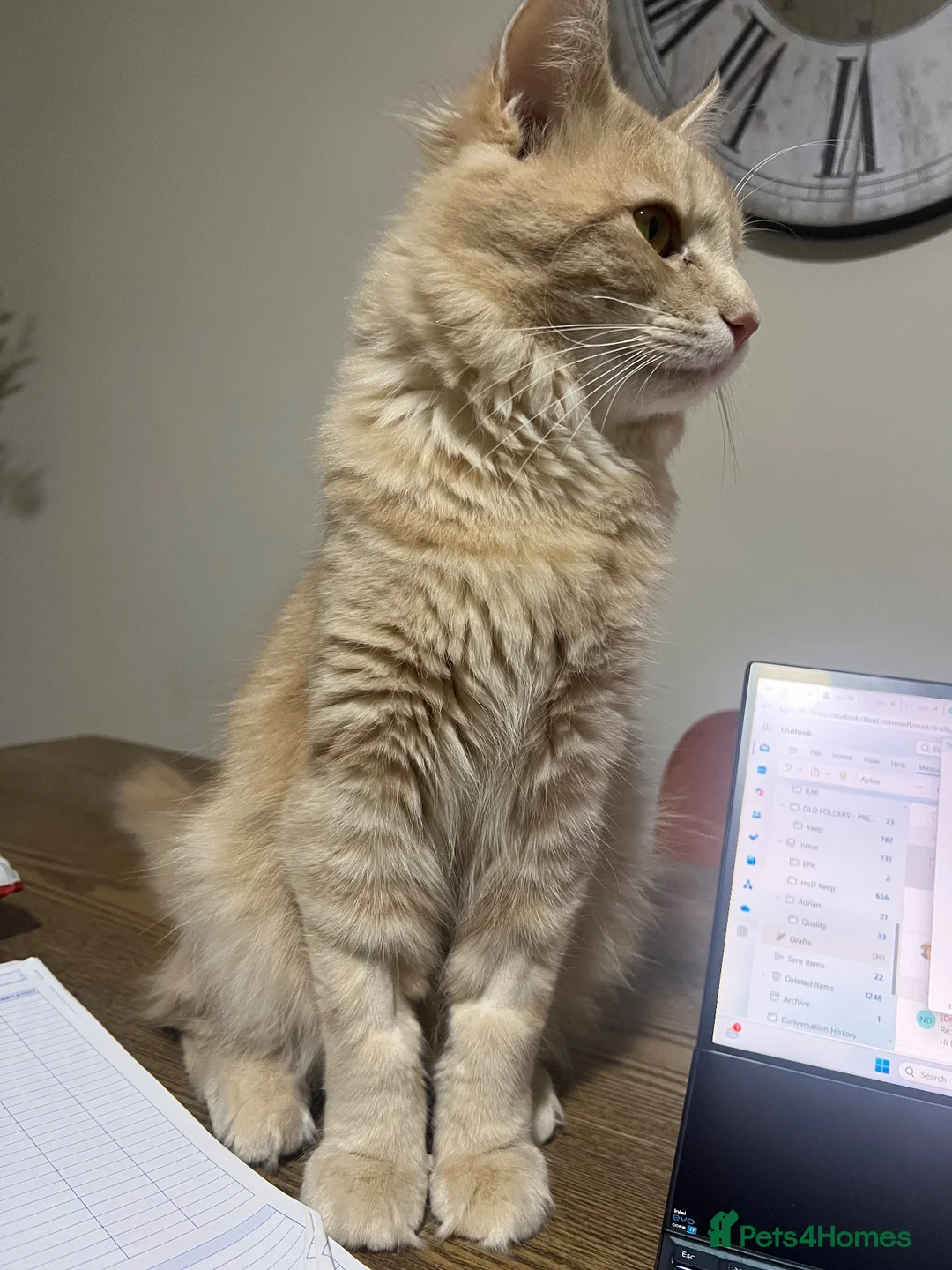 Maine Coon cats for sale: Maine Coon Male 7 months - cream/light ginger  - Advert 2