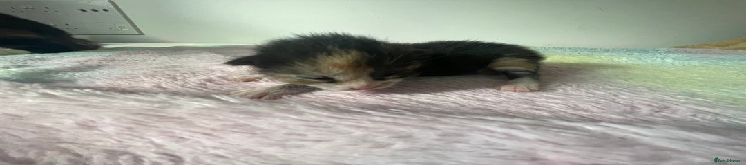 Mixed Breed Kitten 4