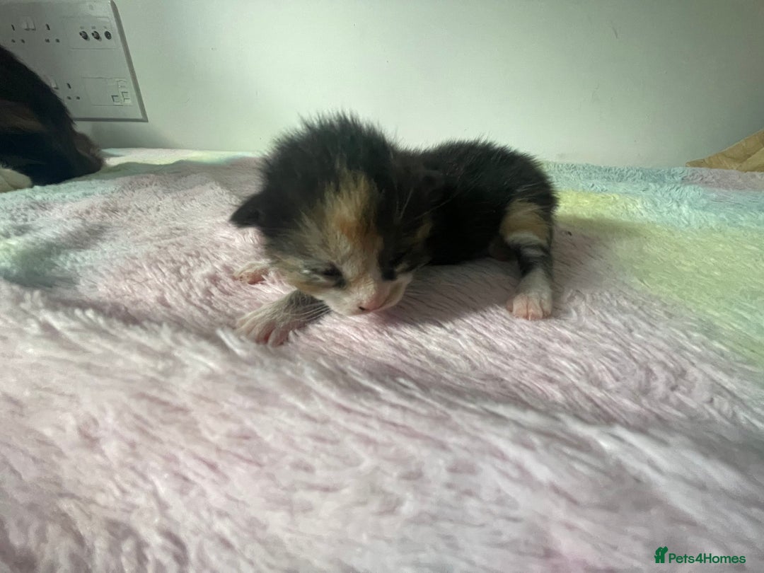 Mixed Breed cats for sale: Mixed bread kittens  - Image 5