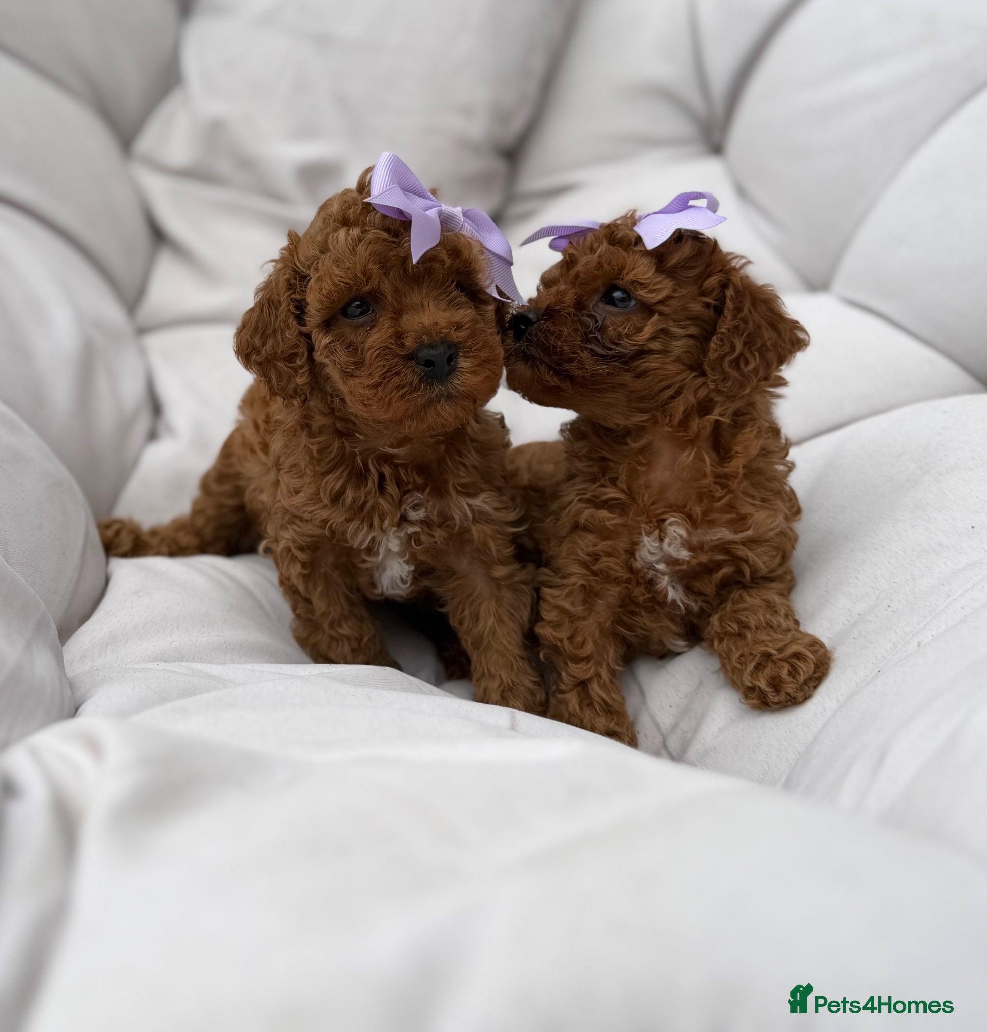 Cavapoo dogs Last 2 F1bb Red Toy Cavapoo health tested parents - Advert 11