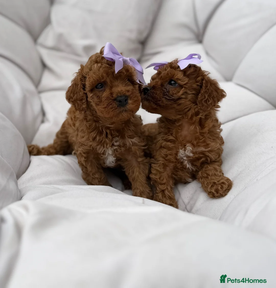Cavapoo dogs for sale: Reduced F1b Toy Cavapoo girl health tested parents - Advert 2