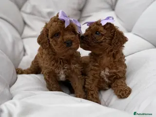 Cavapoo dogs 1 F1b Cavapoo girl extensive health tested parents - Advert 3