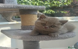 British Shorthair cats for sale: Lilic GCCF registered active champion lines  - Image 16