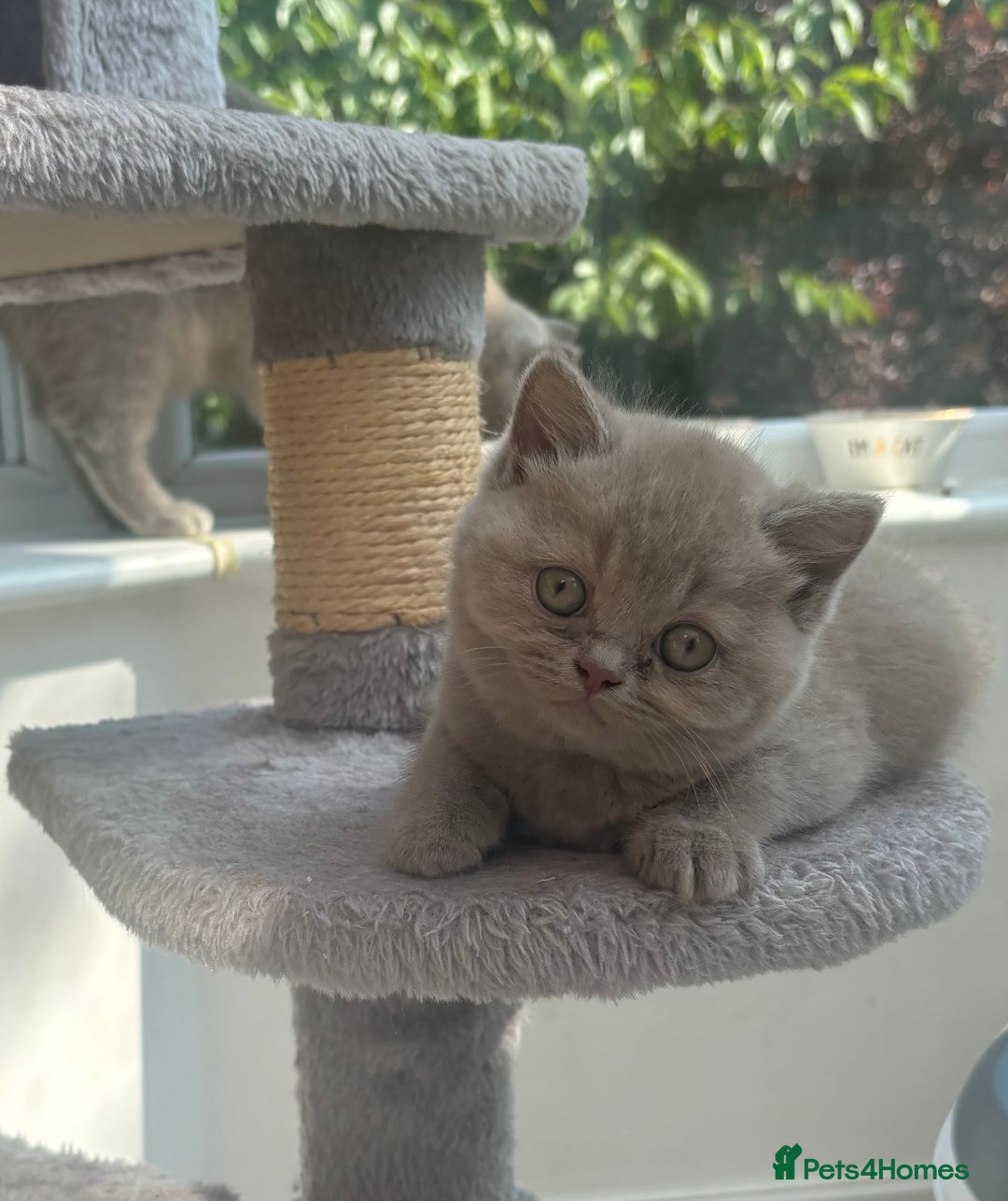 British Shorthair cats for sale: Lilic GCCF registered active champion lines  - Image 16
