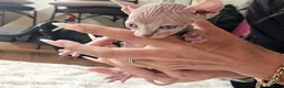 Sphynx cats for sale: 5 star kittens for 5 star homes - Advert 11