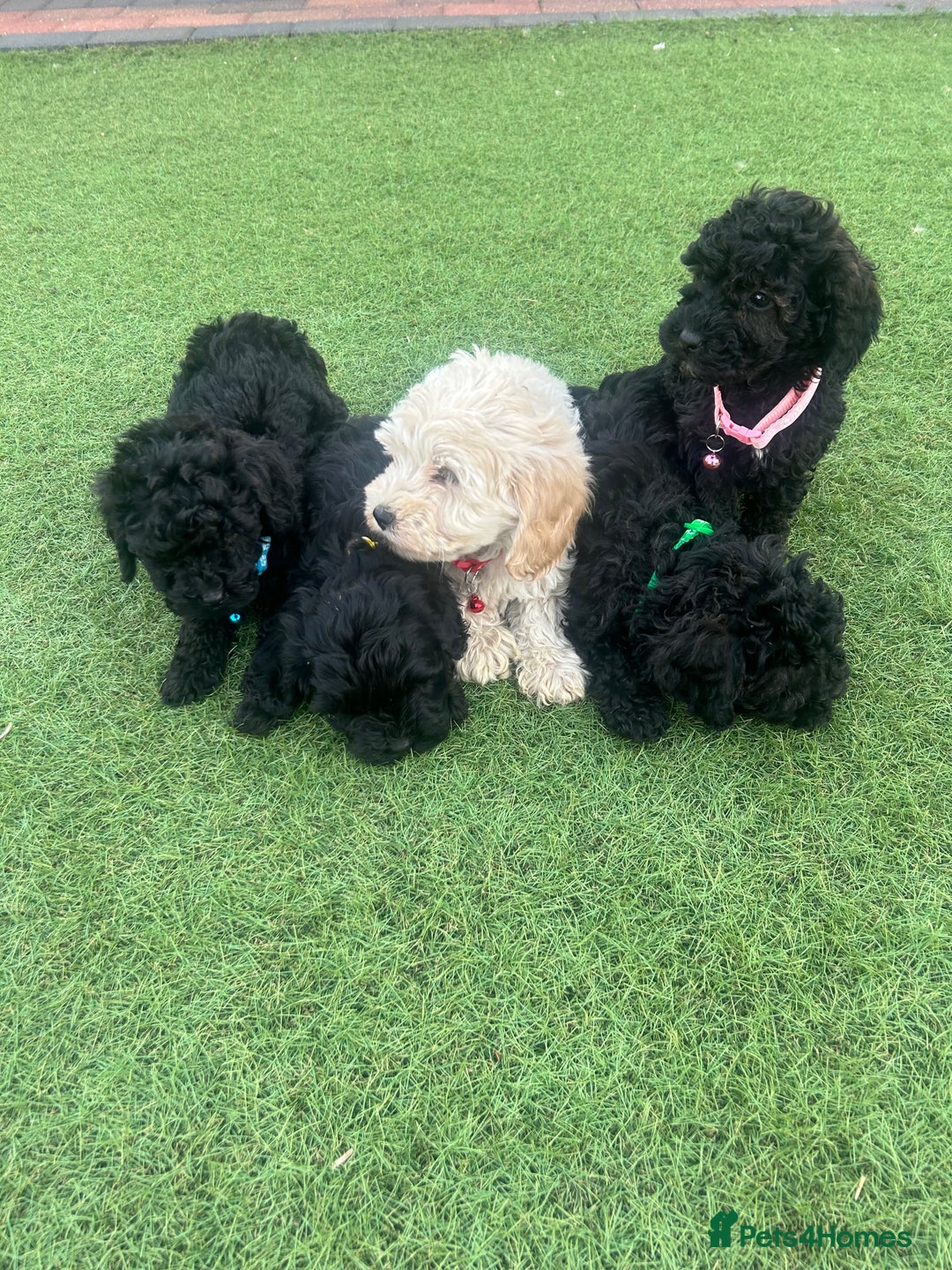 Cockapoo dogs for sale: F1B COCKERPOOS LOOKING FOR THERE FORVER HOME ❤️ - Image 2