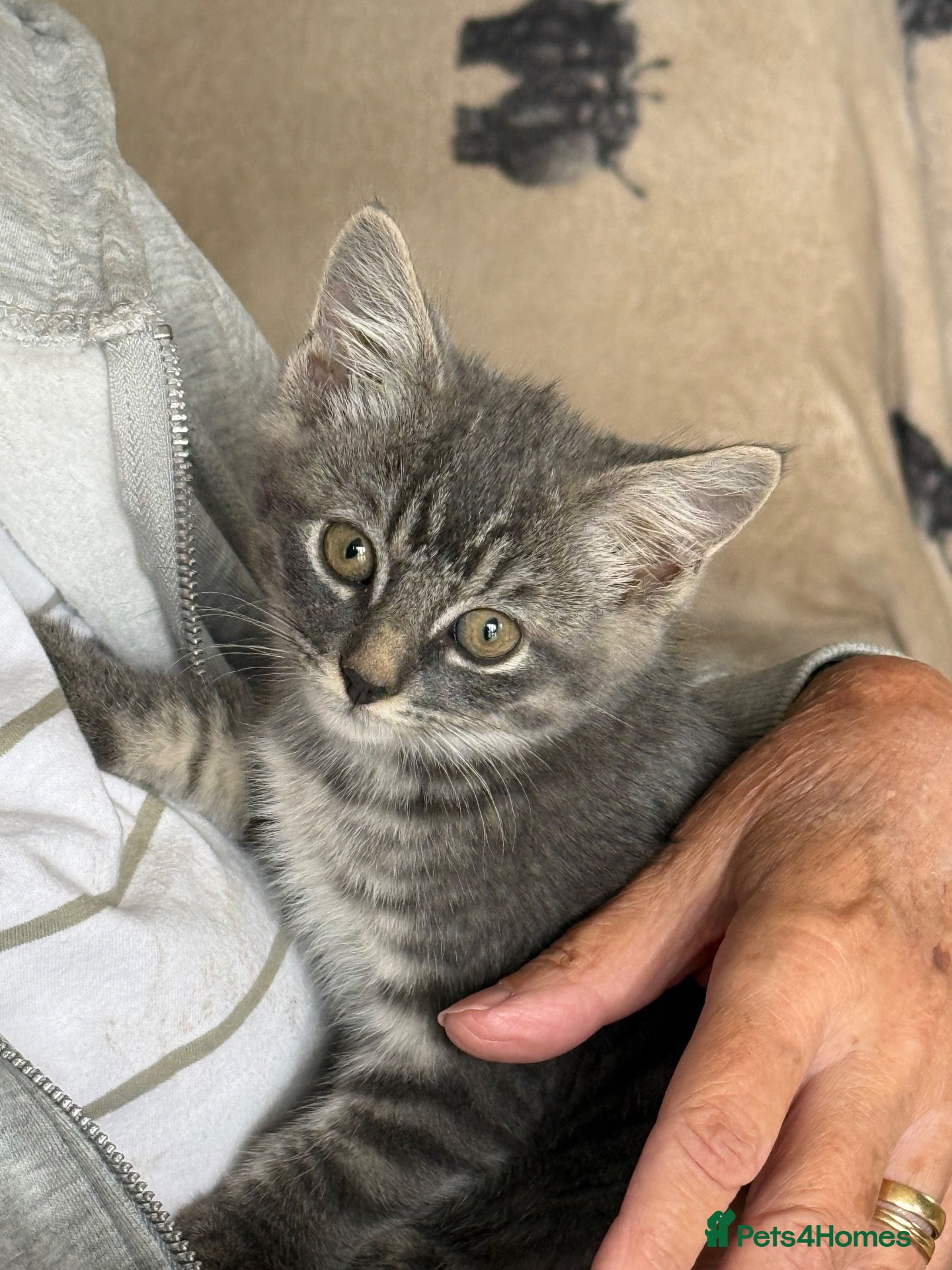 Mixed Breed cats Grey tabby kitten - Advert 9