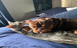English Bulldog dogs for sale: 1 year old female bulldog - Image 4