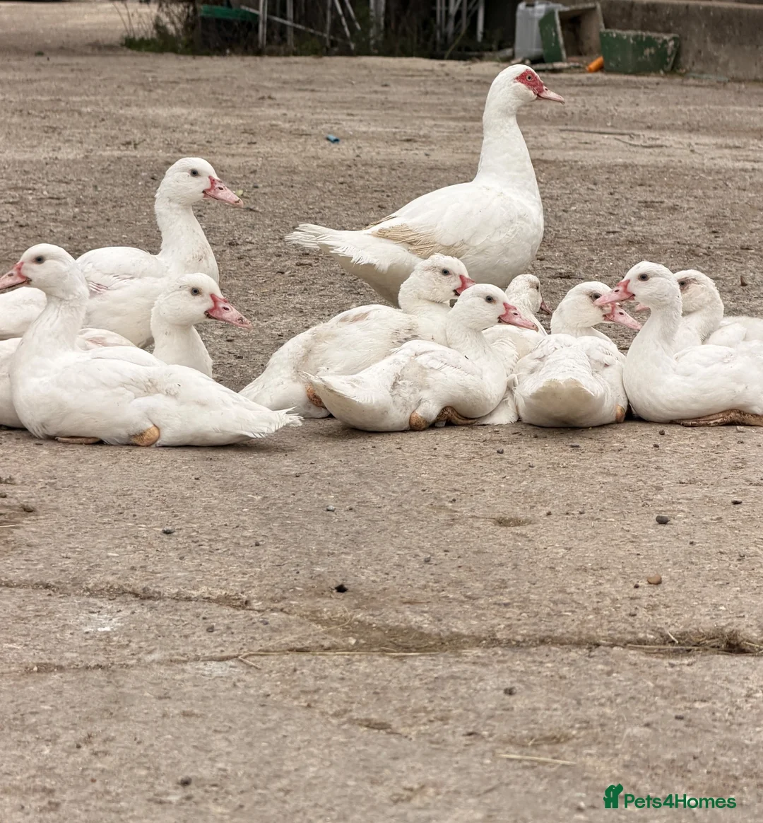 Ducks poultry for sale: Muscovy Ducklings for sale  - Advert 3