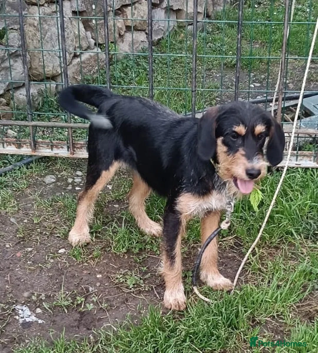 Mixed Breed dogs for adoption: Betsy - a gorgeous wirehaired girl in Matlock - Advert 7