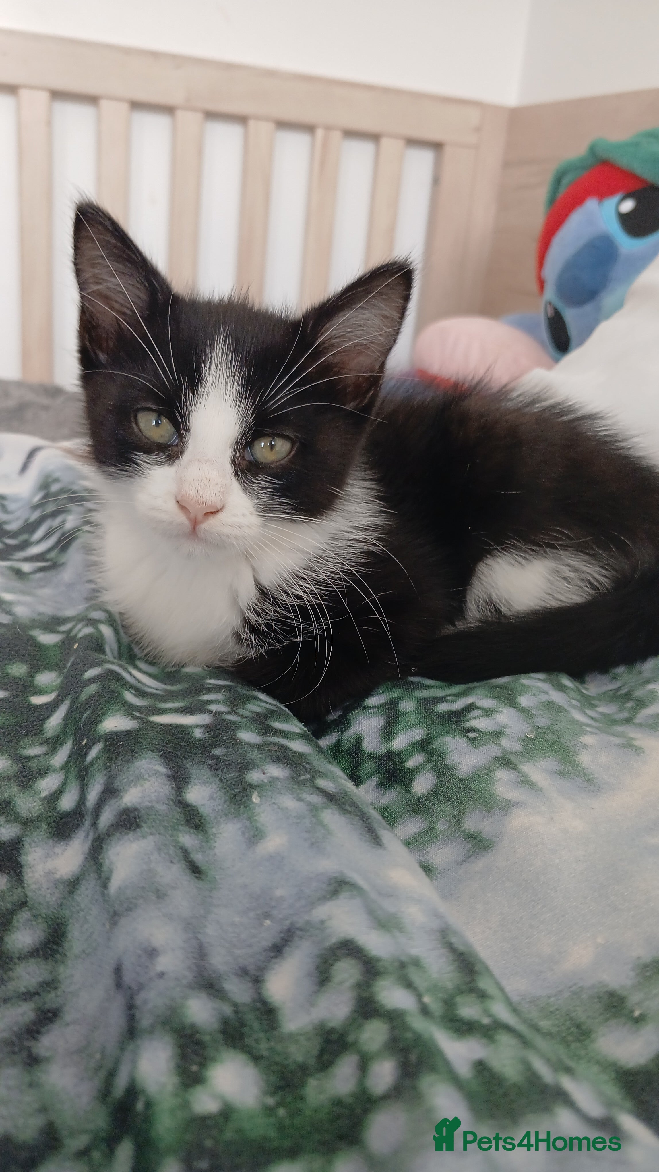 Mixed Breed cats 10 weeks old  - Advert 2