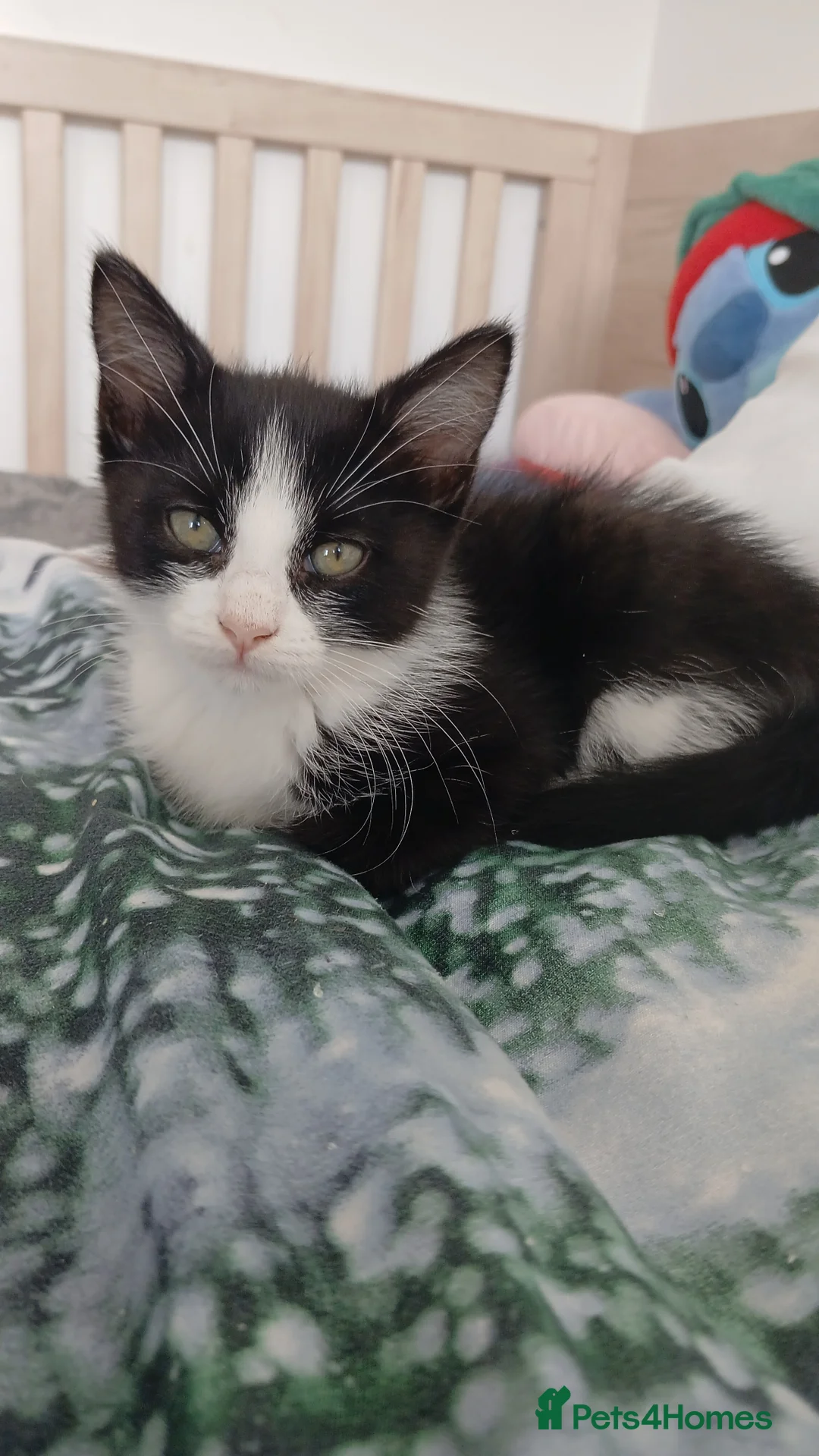 Mixed Breed cats for sale: 10 weeks old  - Advert 1