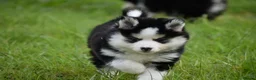 Pomsky dogs for sale: F4 Genuine Pomskies from health tested parents - Advert 18