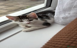 Domestic Shorthair cats for sale: Fluffy tabby kitten  - Image 5