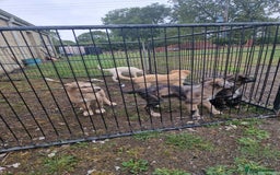 Mixed Breed dogs for sale: Stunning rough coated lurchers - Image 3
