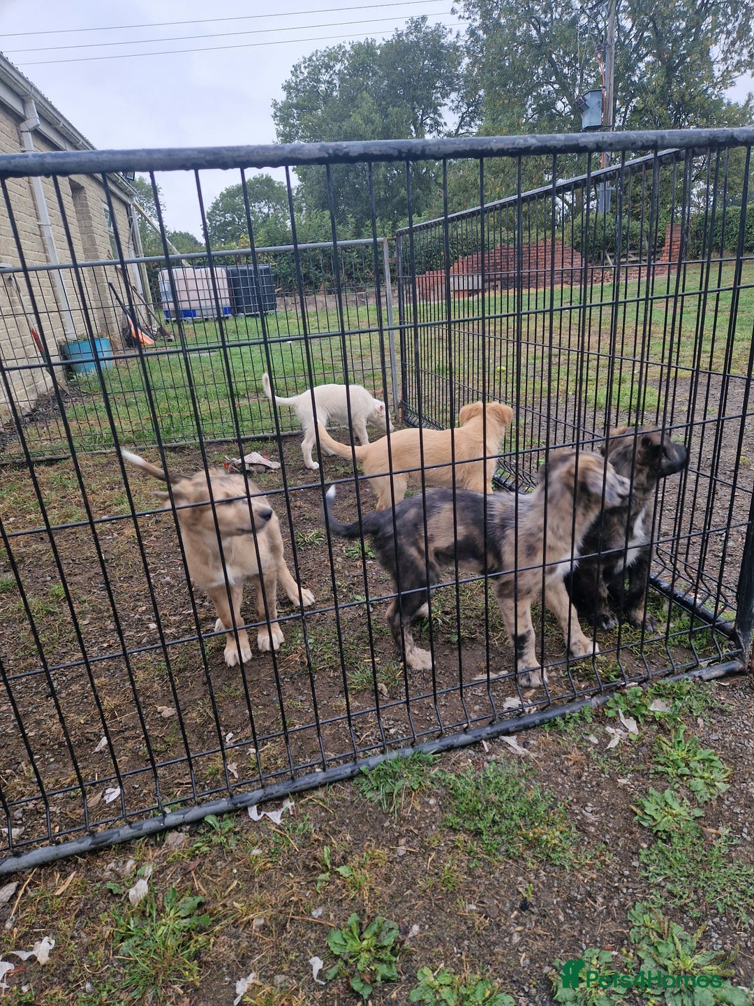 Mixed Breed dogs for sale: Stunning rough coated lurchers - Image 3