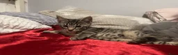 Mixed Breed cats for sale: Beautiful Male Kittens 🥰 in Dartford - Advert 7