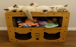 Ragdoll cats for sale: Top-Quality Pedigree Ragdoll Kittens - 3 AVAILABLE - Image 39