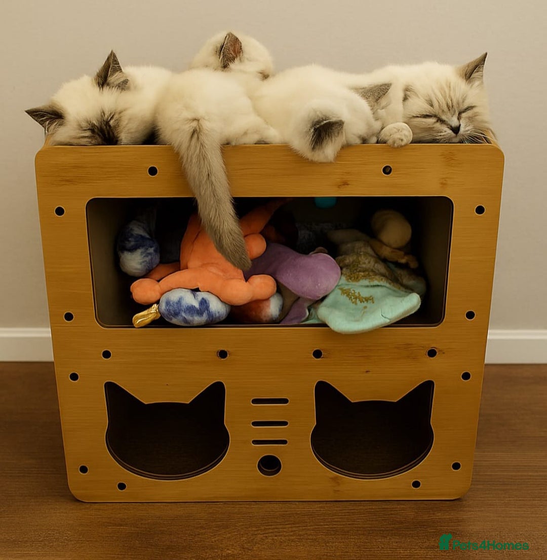 Ragdoll cats for sale: Top-Quality Pedigree Ragdoll Kittens - 3 AVAILABLE - Image 39
