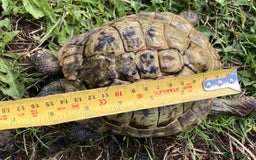 Hermann Tortoise reptiles for sale: 19 year old Hermann Tortoise called Victor - Image 8