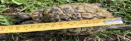 Hermann Tortoise reptiles for sale: 19 year old Hermann Tortoise called Victor - Advert 8