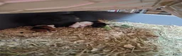 Guinea Pig rodents for sale: New baby piggies  - Advert 9