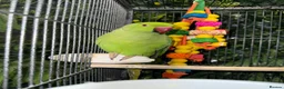 Ringnecks birds for sale: Green untame Indian ringneck  in Manchester - Advert 1