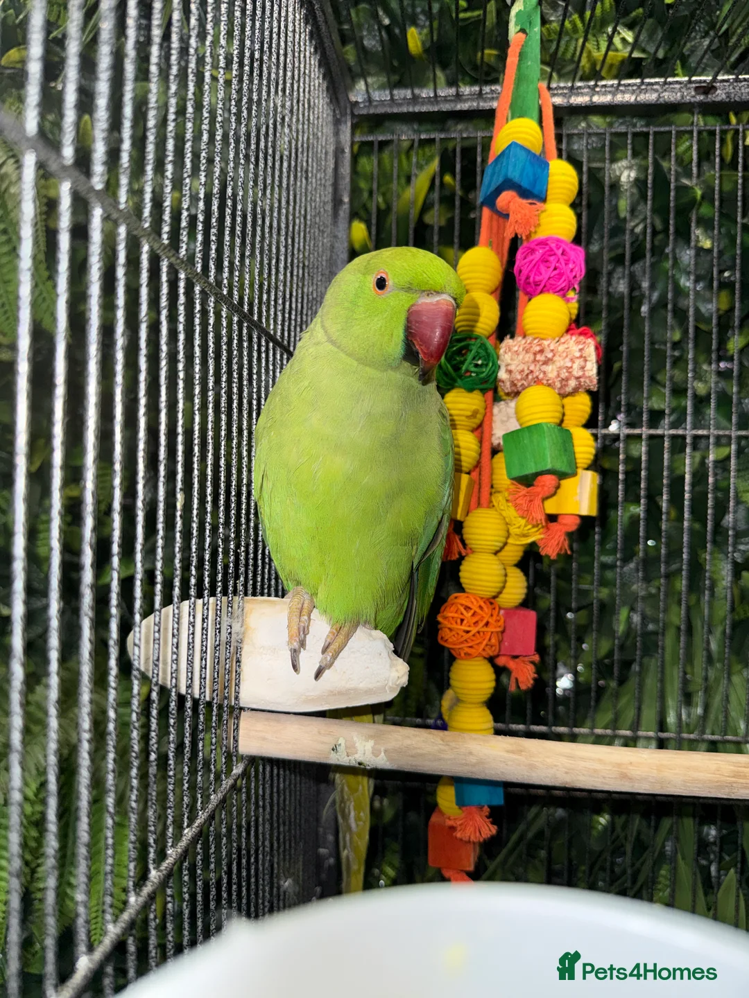 Ringnecks birds for sale: Green untame Indian ringneck  in Manchester - Advert 1