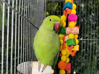 Ringnecks birds Green untame Indian ringneck in Manchester - Advert 1