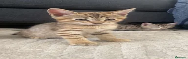 Domestic Shorthair 1 (left)