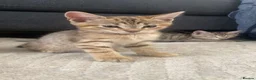 Domestic Shorthair cats for sale: Female kittens!  in Bicester - Advert 5